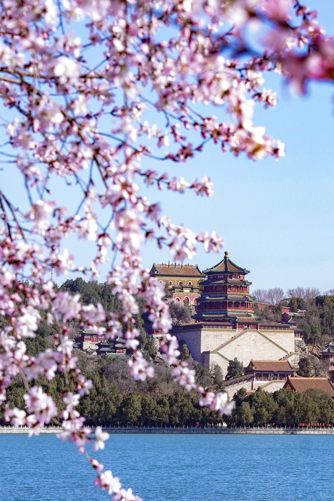 北京市属公园赏春指南来了，不想东奔西走，这些公园能一站式赏遍多种春花，省时又省心，收藏这篇就够了！