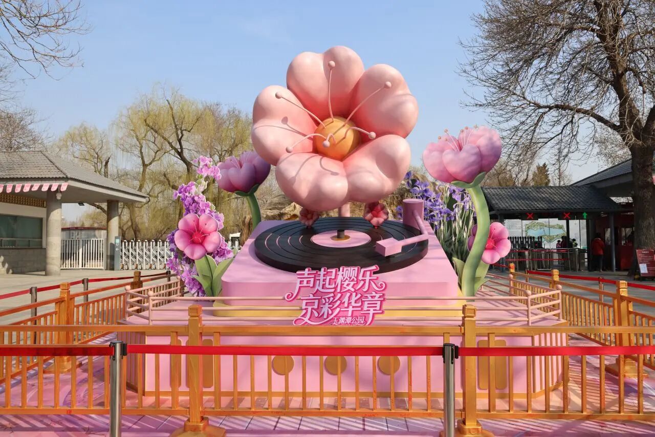 春风如约至，樱为你而来！玉渊潭公园第37届樱花文化活动盛大开幕~&zwnj;