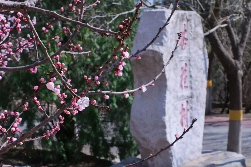 凤凰岭持2026京津冀名胜文化休闲旅游年卡免费解锁杏花盛宴