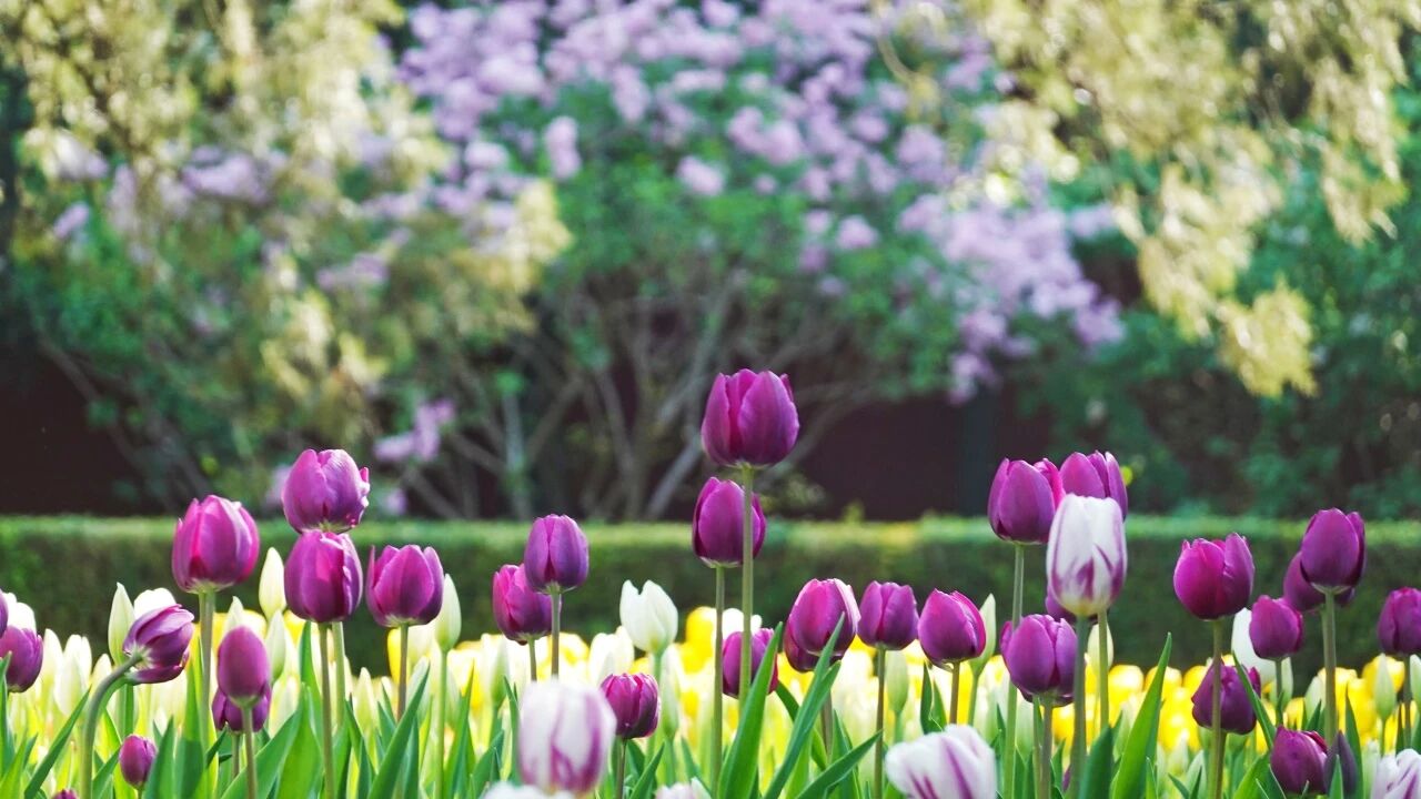 北京中山公园第31届春花・郁金香文化节于3月20日盛大启幕